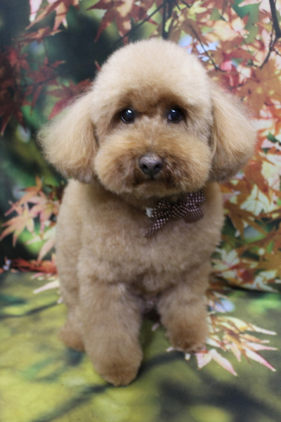 千葉県船橋市のトイプードルのトリミング画像