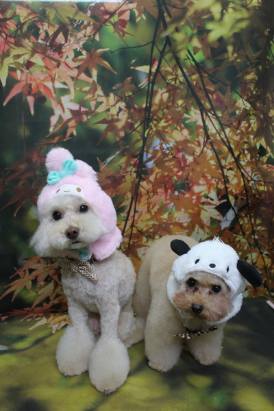 千葉県鎌ケ谷市のトイプードルトリミング画像