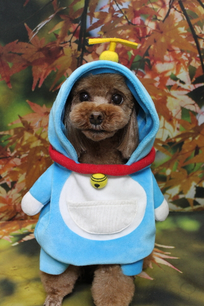 千葉県鎌ヶ谷市のトイプードルのトリミング画像