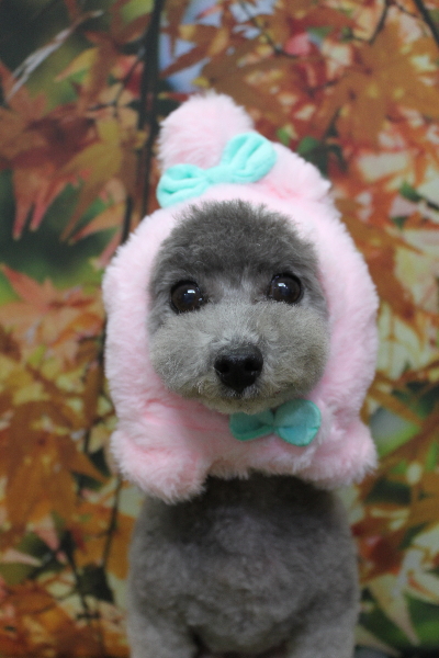 千葉県船橋市のトイプードルのトリミング画像