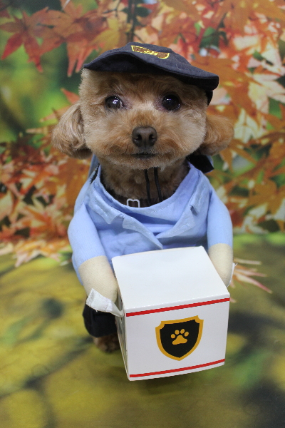 千葉県船橋市のトイプードルのトリミング画像