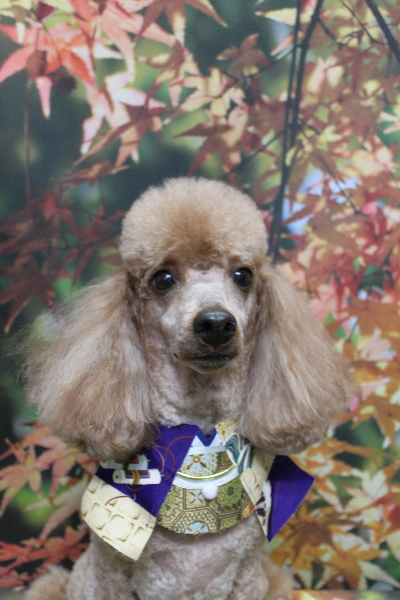 千葉県鎌ヶ谷市のトイプードルのトリミング画像