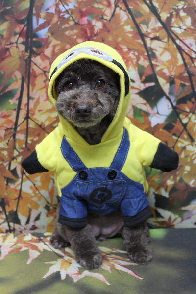 千葉県市川市のトイプードルのトリミング画像