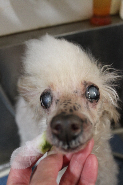 千葉県船橋市のトイプードルの歯磨き画像