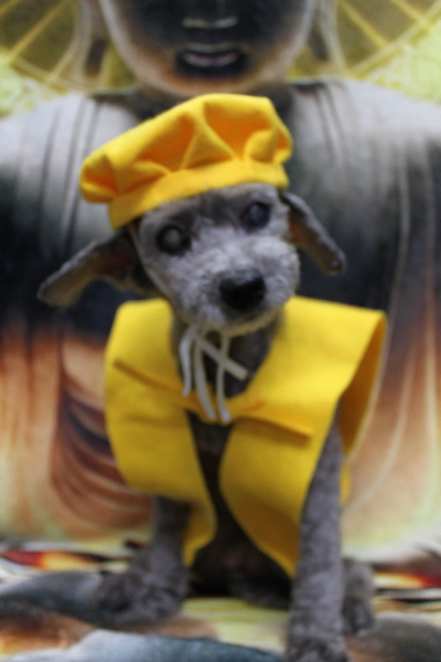 千葉県船橋市のトイプードルのトリミング画像