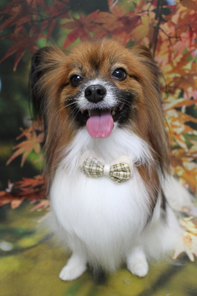 千葉県鎌ヶ谷市のパピヨンのトリミング画像