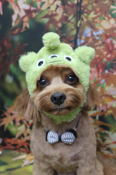 千葉県鎌ケ谷市のミックス犬のトリミング画像