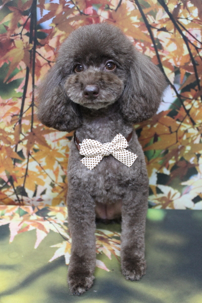 千葉県千葉市のトイプードルのトリミング画像