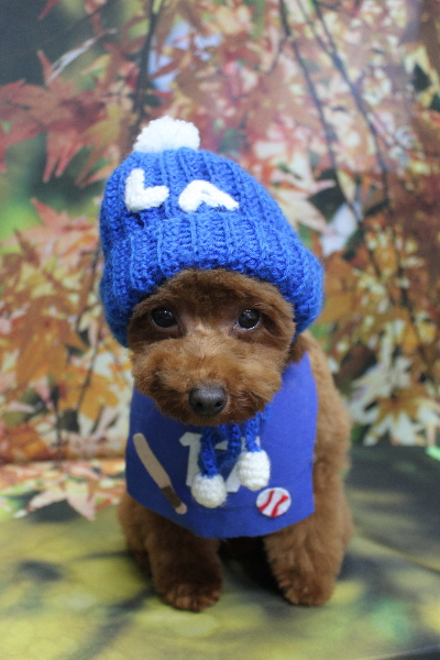 千葉県八千代市のトイプードルのトリミング画像