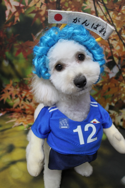 千葉県松戸市のトイプードルのトリミング画像