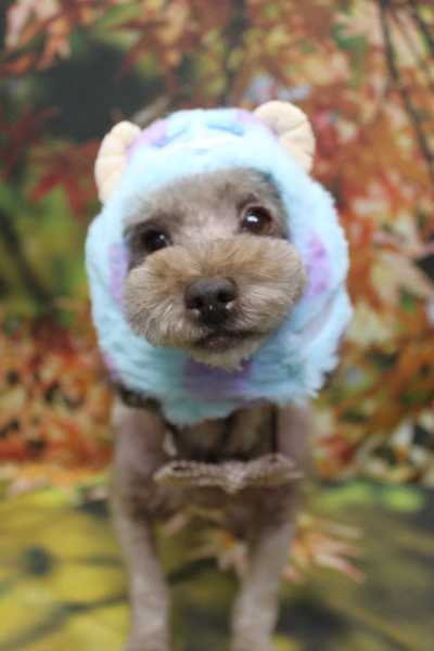 千葉県鎌ケ谷市のトイプードルのトリミング画像