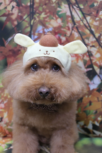 千葉県船橋市のトイプードルのトリミング画像