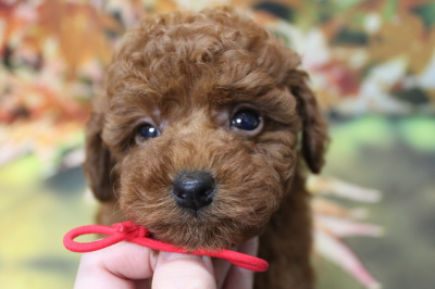 トイプードルブリーダーの子犬、トリミング画像