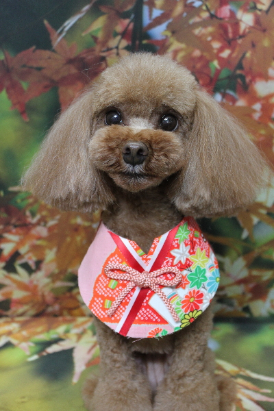 千葉県鎌ヶ谷市のトイプードルのトリミング画像