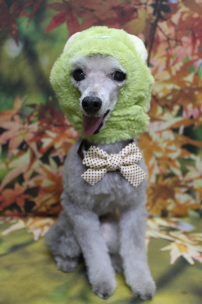 千葉県船橋市のトイプードルのトリミング画像