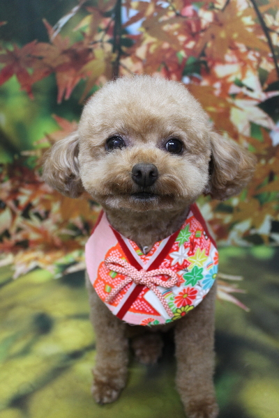 千葉県船橋市のトイプードルのトリミング画像