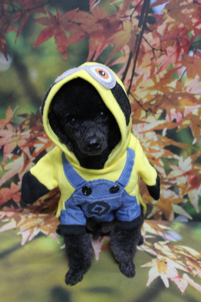 千葉県鎌ヶ谷市のトイプードルのトリミング画像