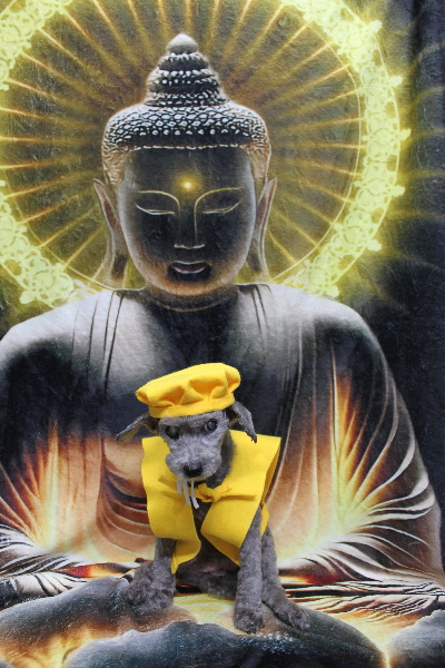 千葉県船橋市のトイプードルのトリミング画像