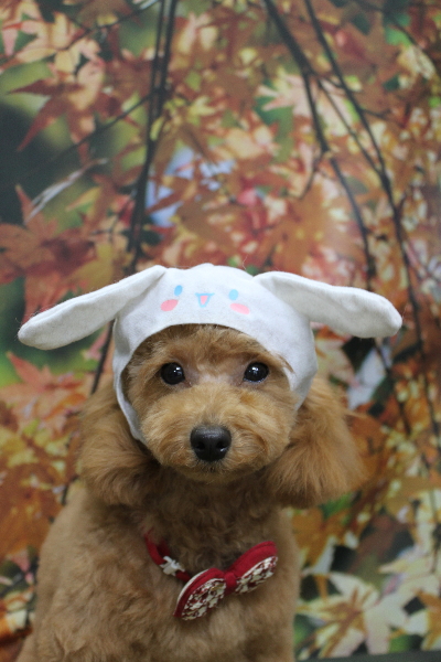 千葉県松戸市のトイプードルのトリミング画像