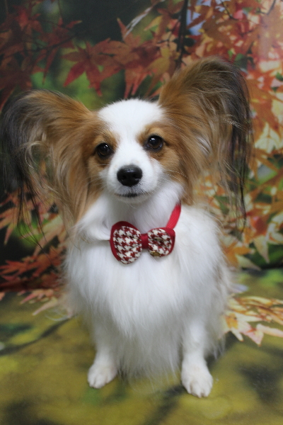 千葉県鎌ヶ谷市のパピヨンのトリミング画像