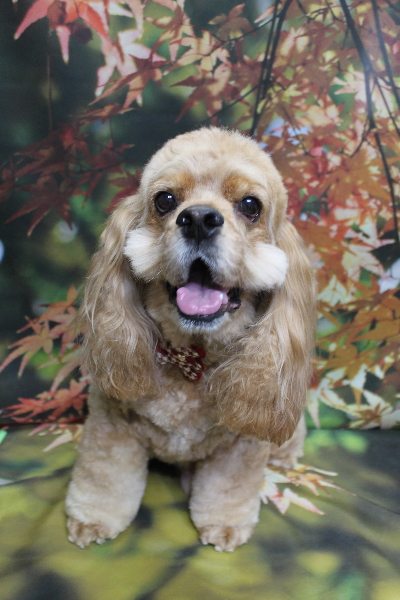 千葉県船橋市のアメリカンコッカーのトリミング画像