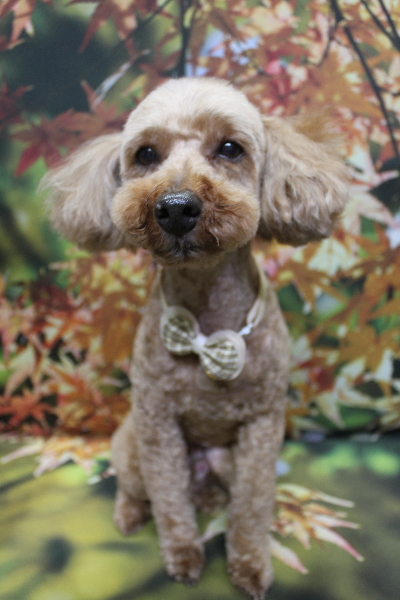 千葉県船橋市のトイプードルのトリミング画像