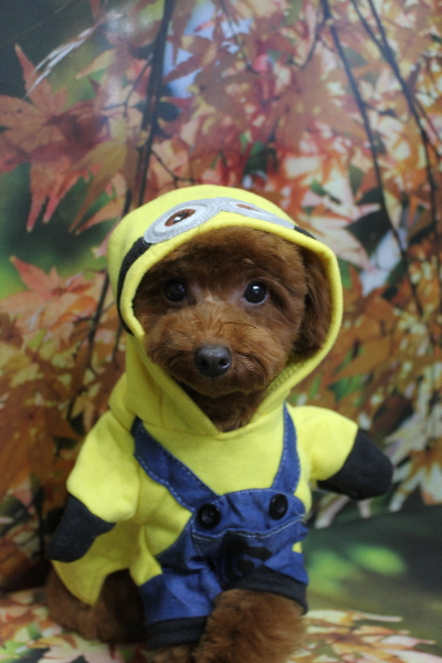 千葉県八千代市のトイプードルのトリミング画像