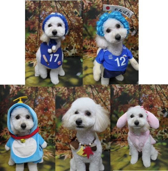 千葉県松戸市のトイプードルのトリミング画像