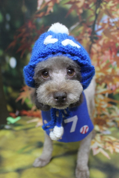 千葉県鎌ケ谷市のトイプードルのトリミング画像