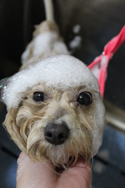 千葉県鎌ヶ谷市のミックス犬のシャンプー画像
