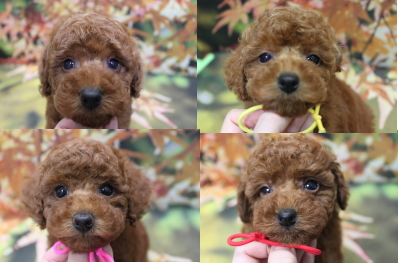 トイプードルブリーダーの子犬、トリミング画像