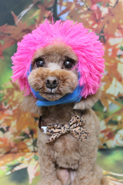 千葉県鎌ヶ谷市のトイプードルのトリミング画像