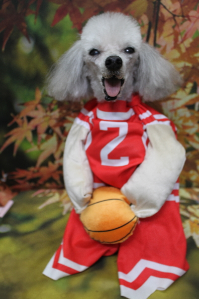 千葉県船橋市のトイプードルのトリミング画像