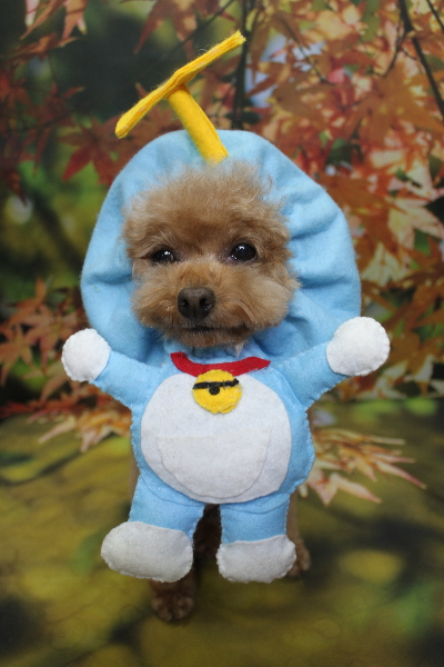 千葉県船橋市のトイプードルのトリミング画像