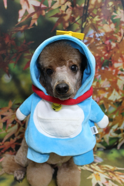 千葉県鎌ヶ谷市のトイプードルのトリミング画像