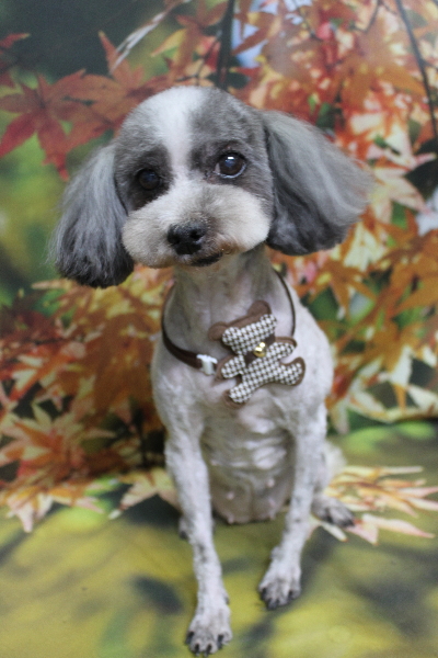 千葉県船橋市のトイプードルのトリミング画像