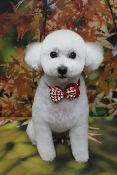 千葉県船橋市のトイプードルのトリミング画像