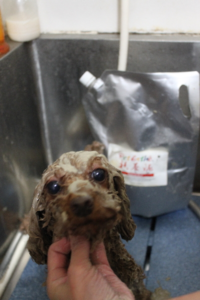 神奈川県横浜市のトイプードルの泥パック画像