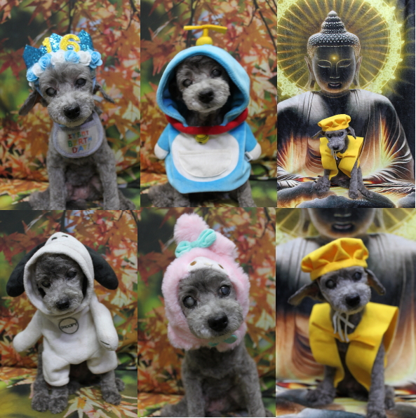 千葉県船橋市のトイプードルのトリミング画像