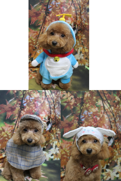 千葉県松戸市のトイプードルのトリミング画像