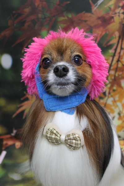 千葉県鎌ヶ谷市のパピヨンのトリミング画像