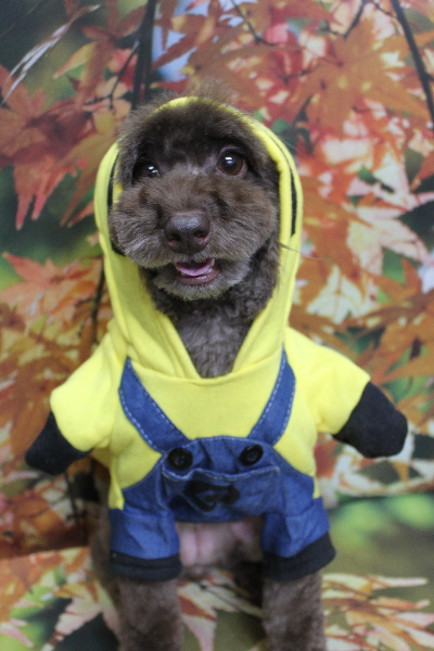 千葉県千葉市のトイプードルのトリミング画像