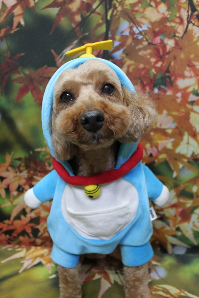 千葉県船橋市のトイプードルのトリミング画像