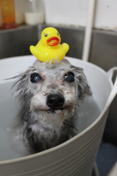 千葉県印西市のトイプードルの炭酸泉画像