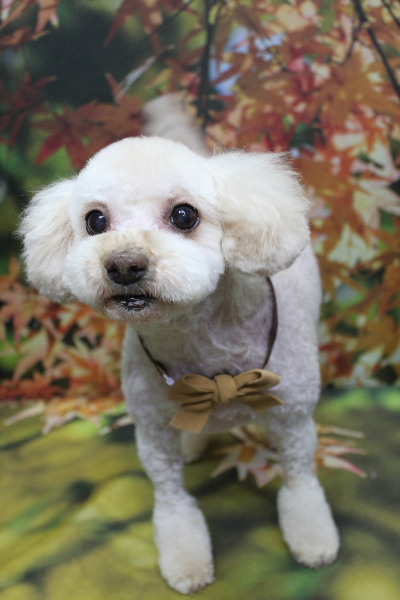 千葉県鎌ケ谷市のミックス犬のトリミング画像
