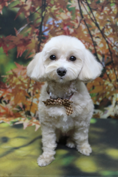 千葉県鎌ヶ谷市のミックス犬のトリミング画像