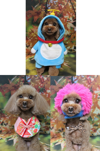 千葉県鎌ヶ谷市のトイプードルのトリミング画像