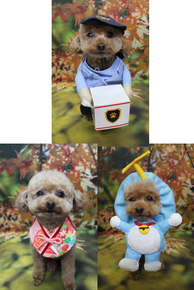 千葉県船橋市のトイプードルのトリミング画像