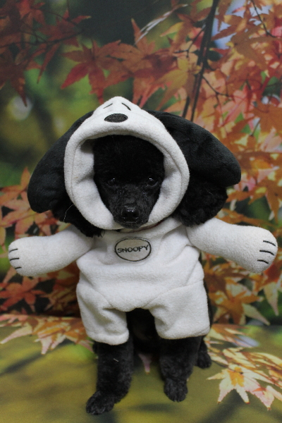 千葉県鎌ヶ谷市のトイプードルのトリミング画像