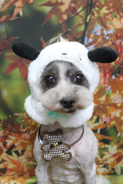 千葉県船橋市のトイプードルのトリミング画像